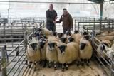 First prize pen of Blackface Lambs